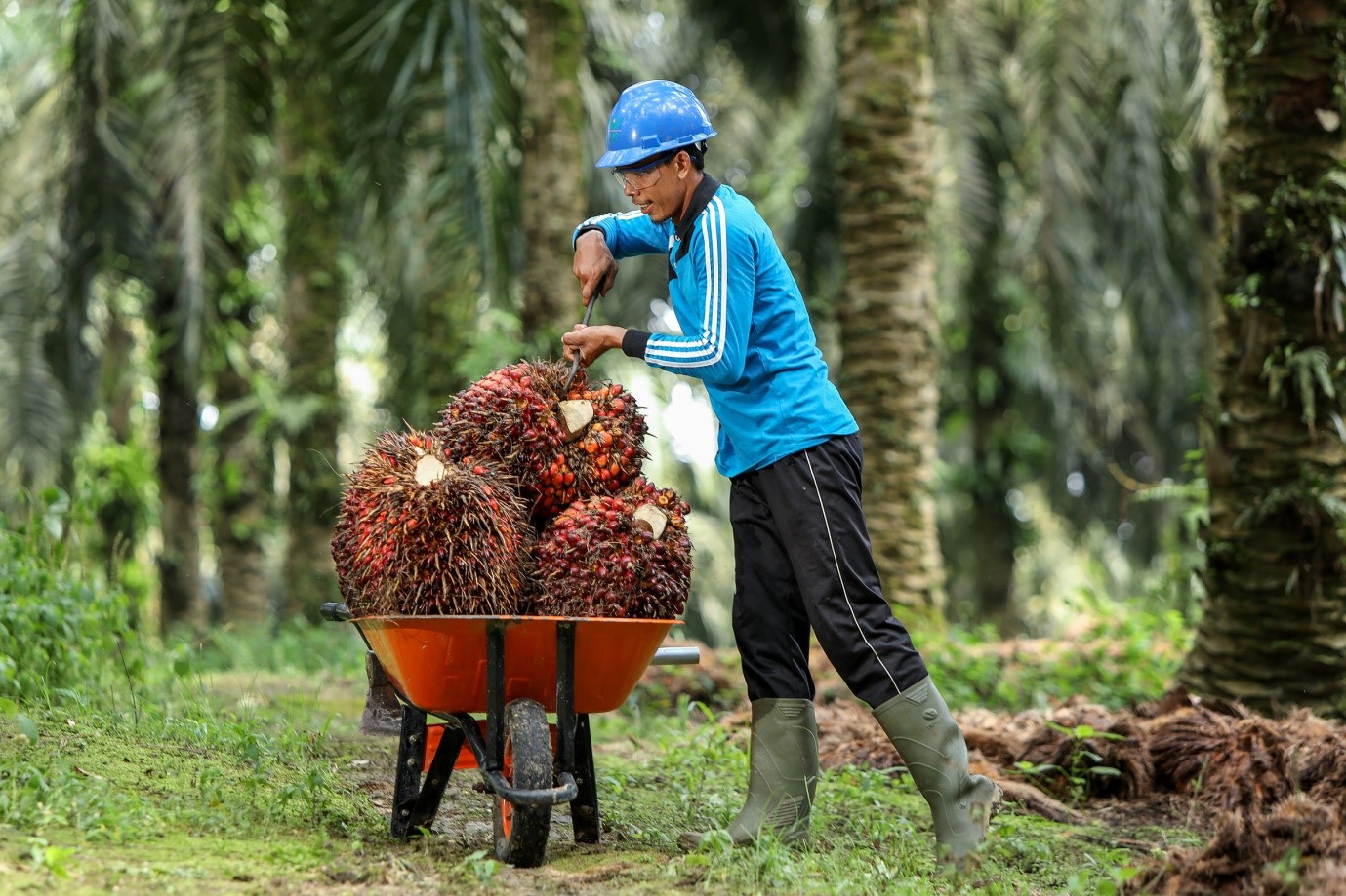 How many tons of crude palm oil and palm kernel oil can I get on an  hectares yearly? - Quora