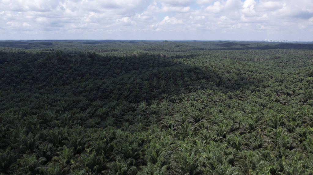 Smallholder Partnering with Asian Agri Achieve Sustainable Palm Oil Cultivation