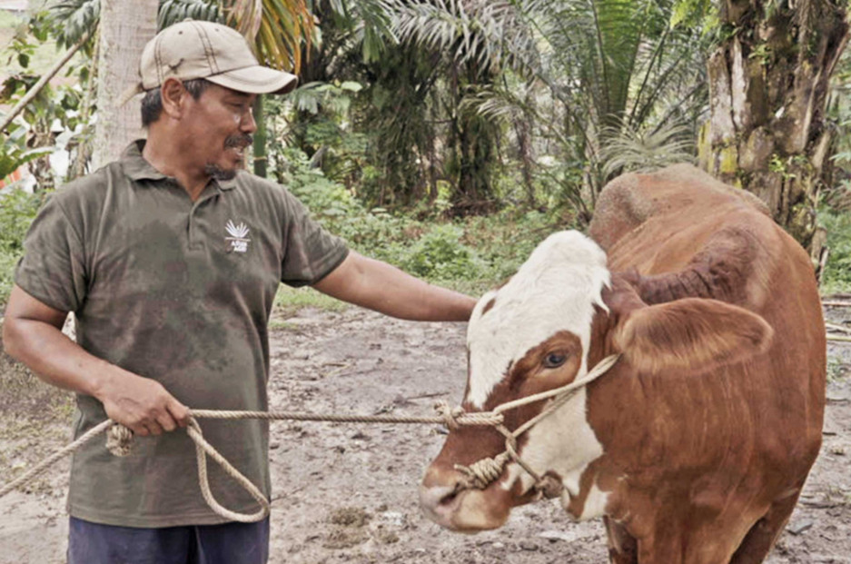 Replanting for the Future: How Smallholders Can Thrive During the Oil Palm Replanting Period