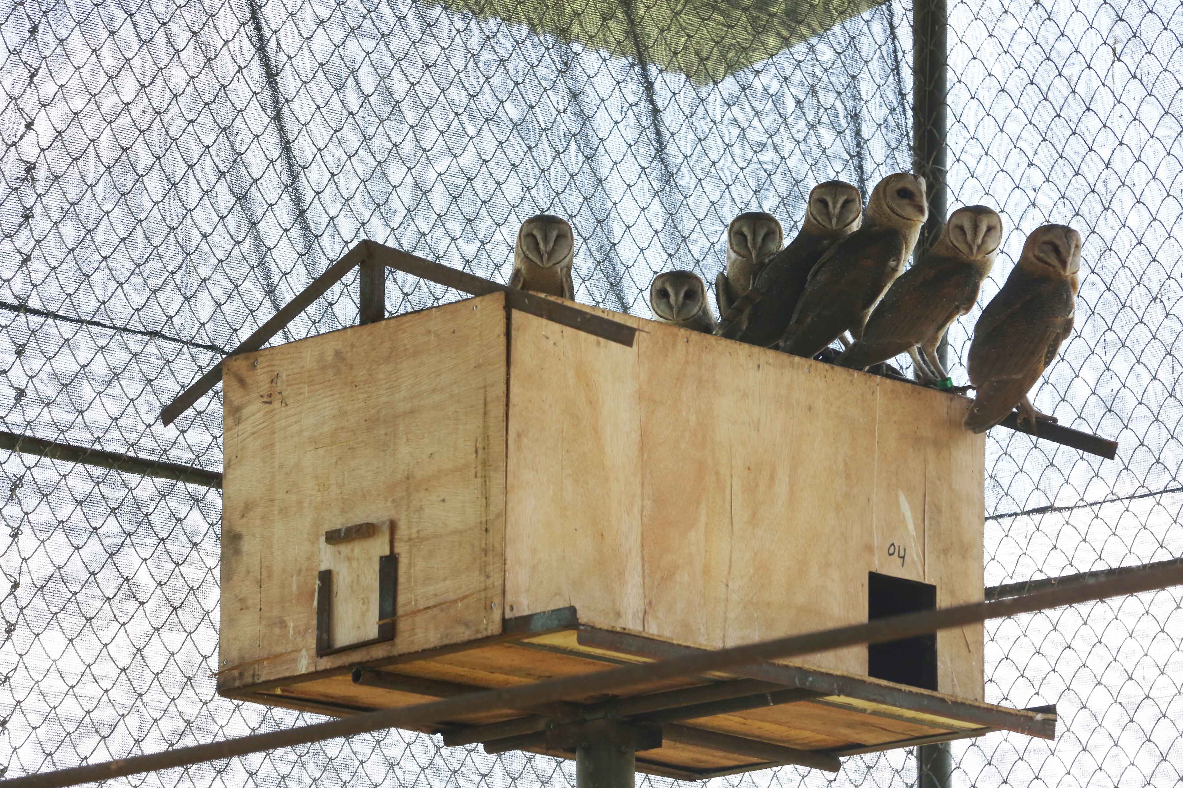 Building Habitats for Barn Owls: Sustainable Pest Control in Action