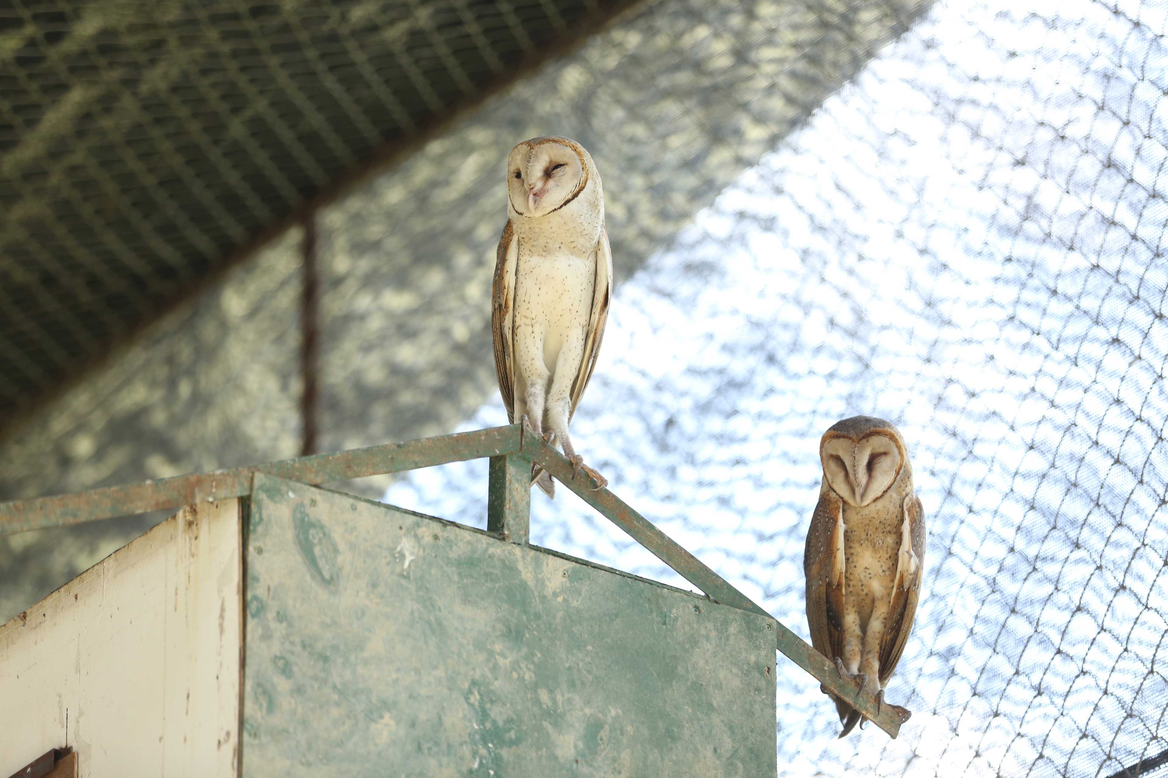 Barn Owl Palm Oil