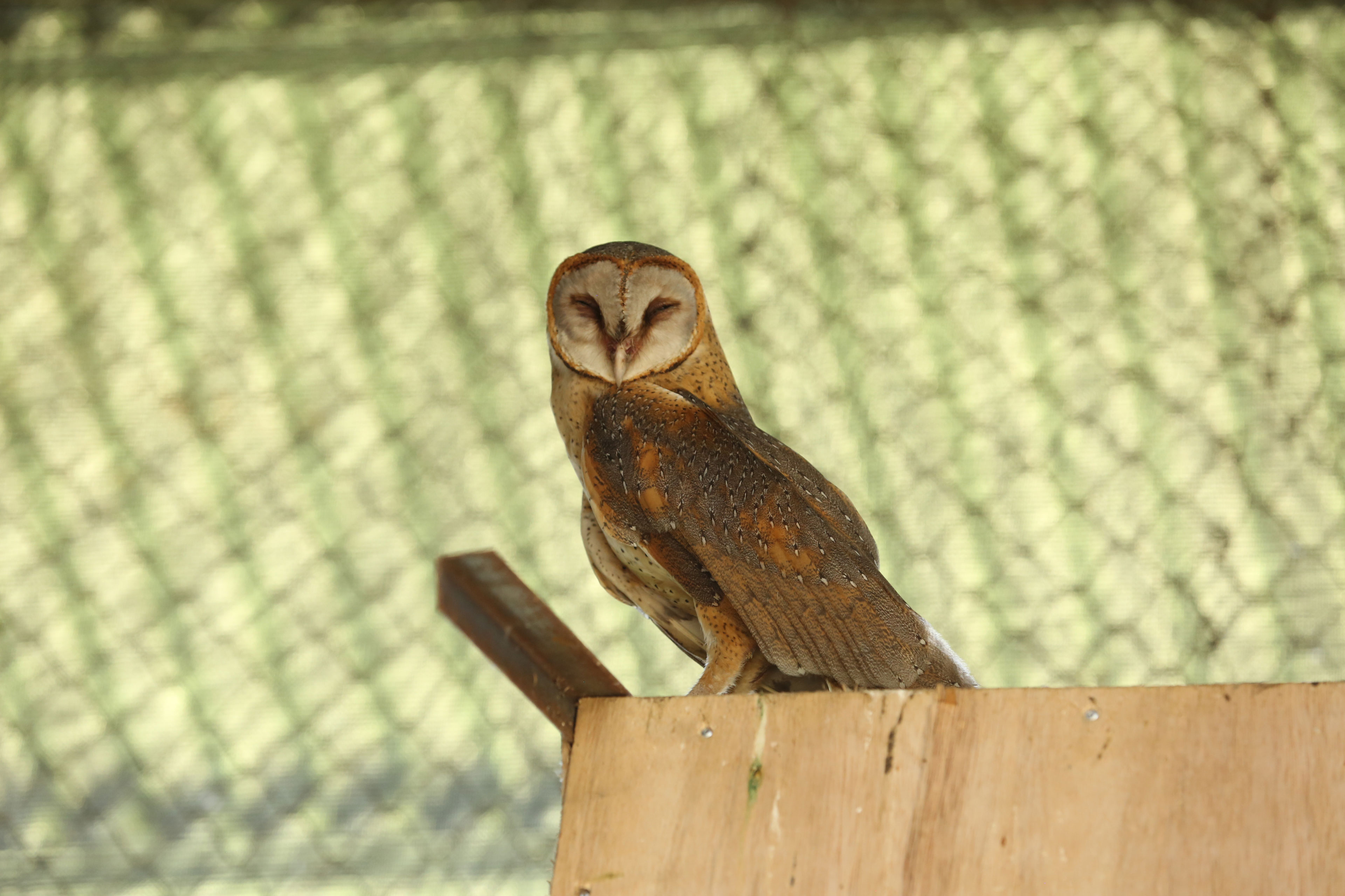 Barn Owl Aviary